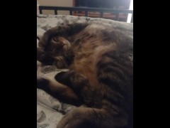 Cute Kitty - Screenshot 3 of 16 - Little Kitty