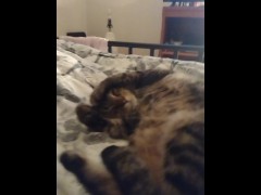 Cute Kitty - Screenshot 5 of 16 - Small Kitty