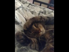 Cute Kitty - Screenshot 7 of 16 - Fluffy Kitty