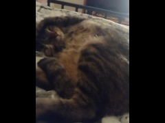 Cute Kitty - Screenshot 8 of 16 - Small Kitty