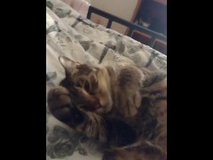 Cute Kitty - Screenshot 9 of 16 - Little Kitty
