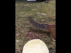 A lovely chipmunk eating chips