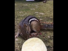 A lovely chipmunk eating chips