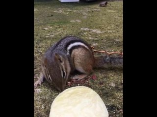 solo male, chips, chipmunk, vertical video