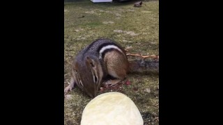 Um adorável esquilo comendo batatas fritas