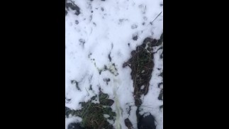 Peeing in the Snow