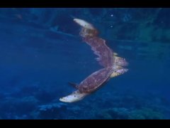 short mark fanonly ph 13-03 11:01