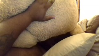 Teddy gezicht zitten