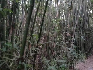 Masturbation during a nature walk in a public forest