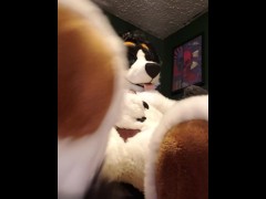 Cute murrsuiter teases you with his paws