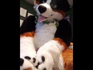Cute Murrsuiter Teases you with his Paws