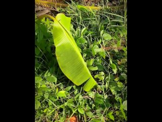 Exhibitionist Girl Pissing in Jungle on Banana Tree: POV Tik Tok