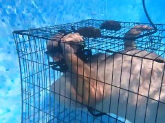 Padlocked - Screenshot 14 of 16 - Underwater Bondage