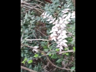 nue dans les bois. fouetter et hortie