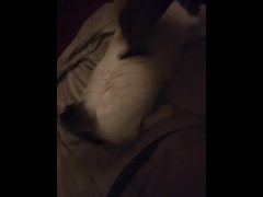 CATINPT2 - Screenshot 10 of 16 - Petting Cats
