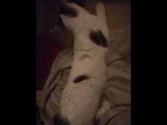 CATINPT2 - Screenshot 13 of 16 - Petting Cats