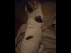 CATINPT2 - Screenshot 14 of 16 - Cat