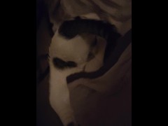 CATINPT2 - Screenshot 15 of 16 - Cat Video