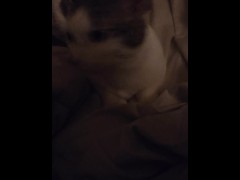 CATINPT2 - Screenshot 4 of 16 - Petting Cats