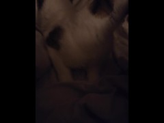 CATINPT2 - Screenshot 5 of 16 - Cat