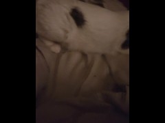 CATINPT2 - Screenshot 8 of 16 - Cat