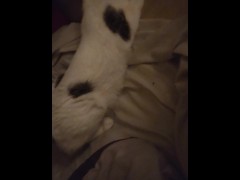CATINPT2 - Screenshot 9 of 16 - Cat Video