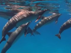 test short video upload free 24/03 13:23:33