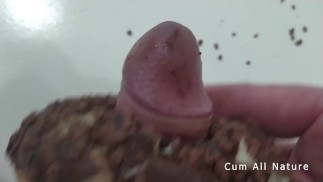 fuck a donnet