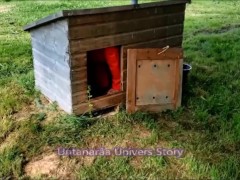 VOST engl - Cet inférieur chaste nettoie la voiture d'une Domina Française.