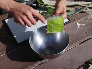 Aloe Vera Best lubricant. Phytophilia. Watch it glide on my face. Ear me choke.