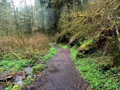 Hike with Mike at Munson Creek Falls POV