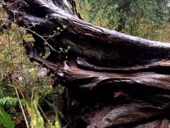 Hike with Mike at Munson Creek Falls POV