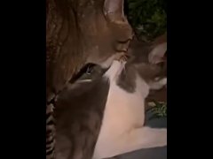 The cat is sad
