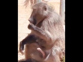 Macaco Se Masturba e come Seu Esperma