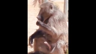 Macaco se masturba e come seu esperma