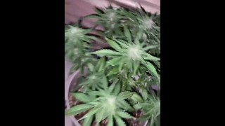 Splendida pianta di cannabis