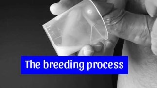 The breeding process