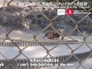 Preview 5 of En date i zoologisk have med en amatør barmfagre skønheder ♡ Vildt instinkt bar sex Japansk blowjob