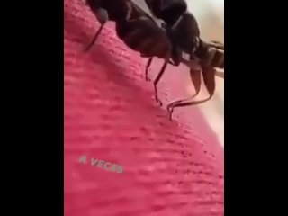 Hormisexo