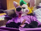 Fursuiter in a kigu masturbating