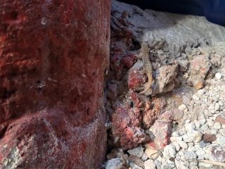 Outdoor masterbation got this lizard curious...2023