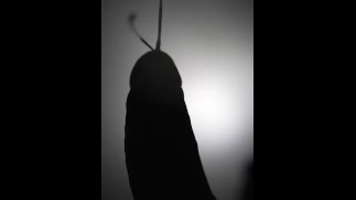 BIG CUMSHOT WITHOUT HAND