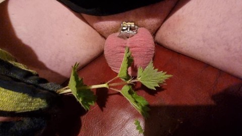 Chastity Stinging Nettles CBT