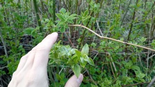 Cute branch