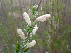 Сute tree buds