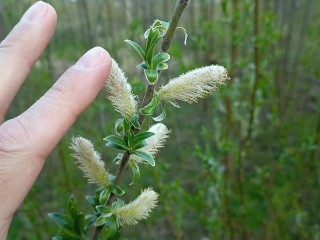 Schöne Baumknospen