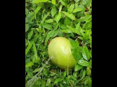 Girl pissing on the coconut in the jungle grass