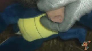 Маленький динозавр играет со мной