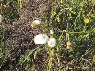 Dandelion is cumming on my hand on public