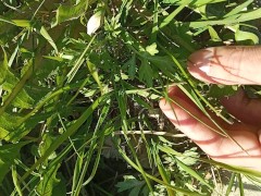 Petting cute grass on public